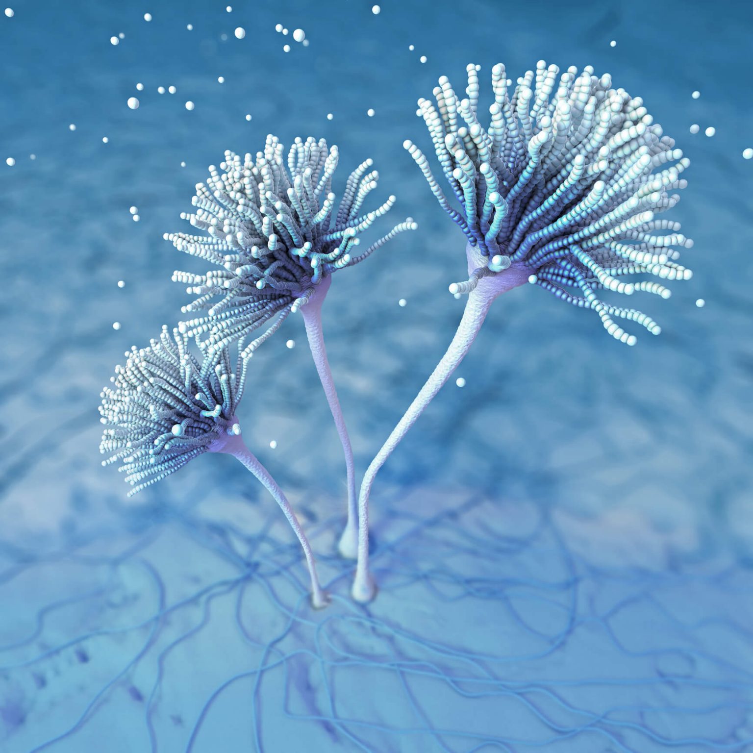 Mold in College Dorms, The Toxic College Roommate Michael Rubino