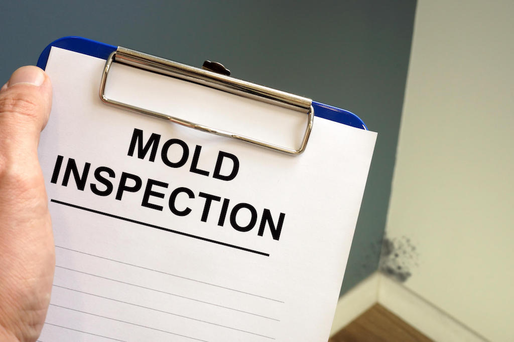 mold inspection