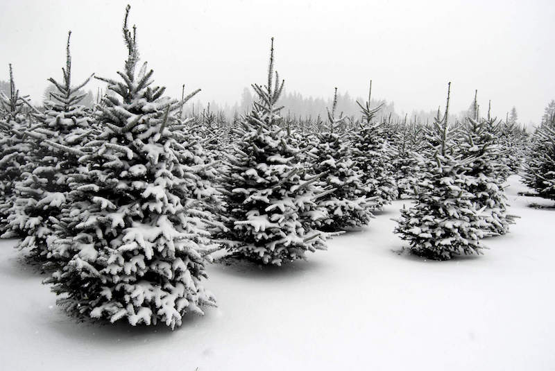 moldy christmas trees