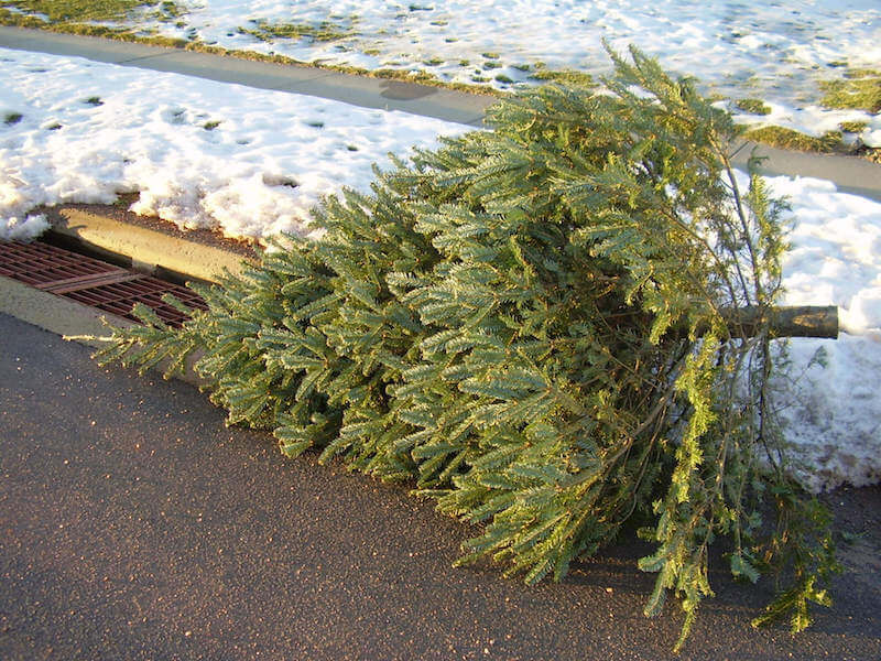 moldy christmas tree