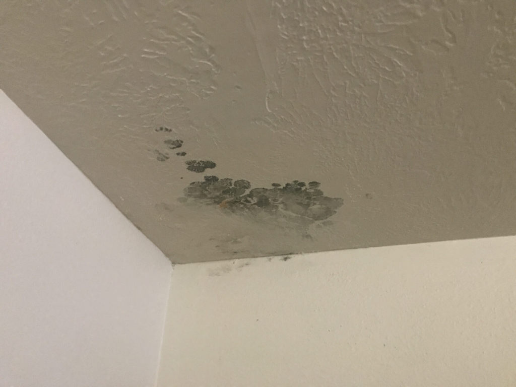 mold in college dorms