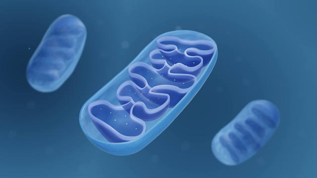 mitochondria