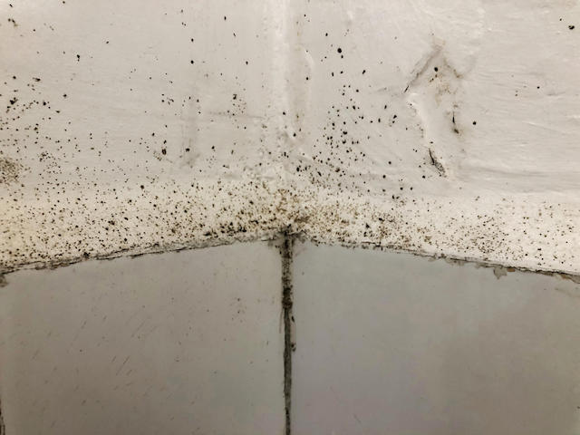 mold in gyms