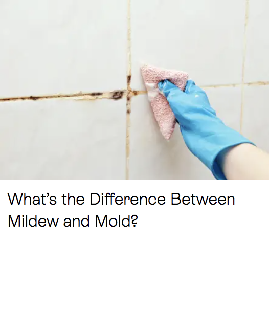 What’s the Difference Between Mildew and Mold?