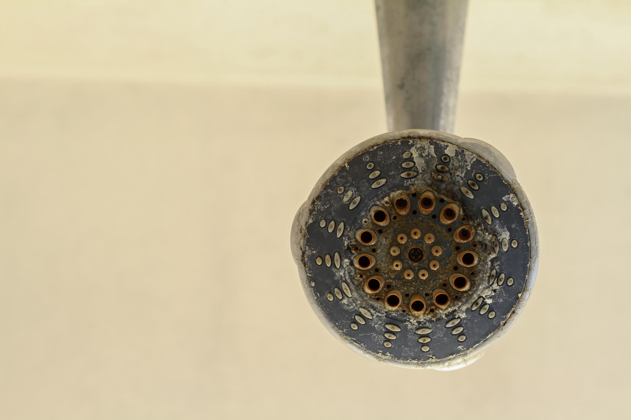 a moldy shower head