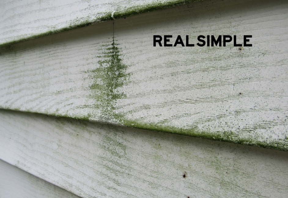 The 9 Best Mold Removers of 2022 TMR